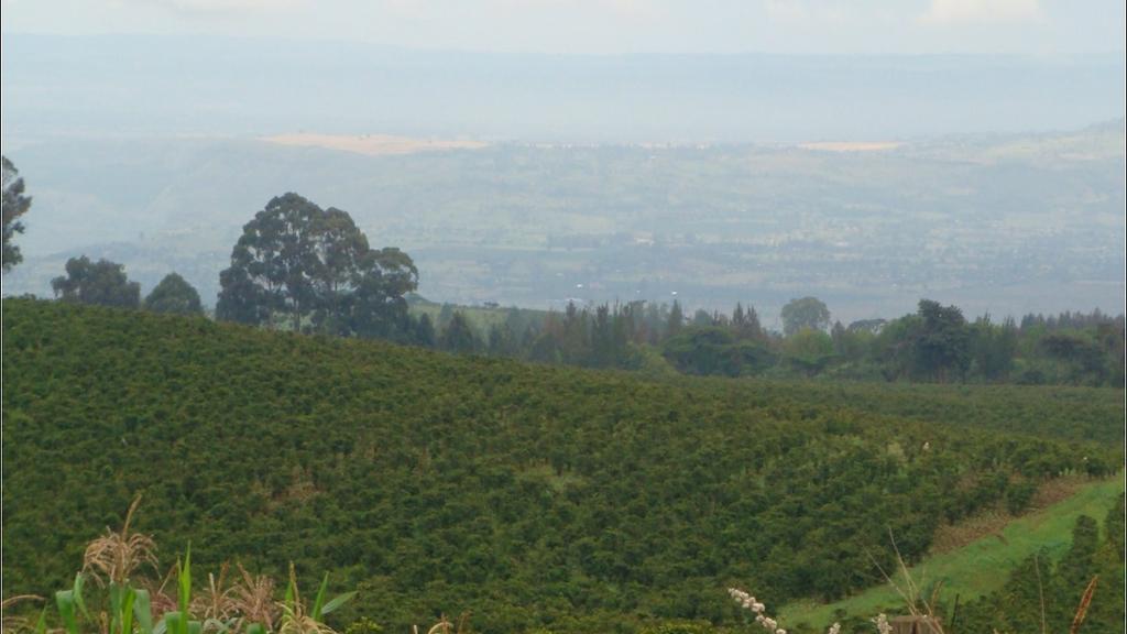 Coffee Farm Tour - Image 3